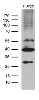 GNA14 Antibody (aa31-348, clone OTI4A4)