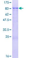 Human ZNF192 Protein (Recombinant GST)