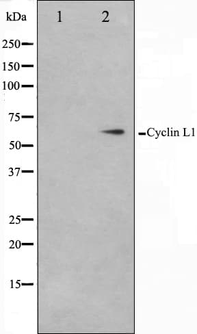 CCNL1 / Cyclin L1 Antibody