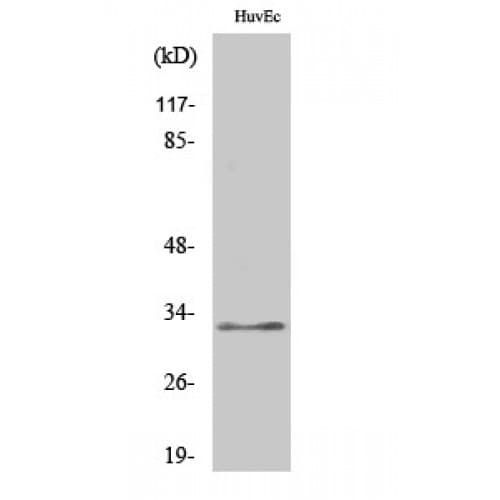 COX6C Antibody (30-110 aa, Internal)