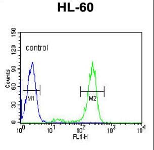 Polyclonal Rabbit anti-Human HSP90AB1 / HSP90 Alpha B1 Antibody (aa697-724, IHC, WB)