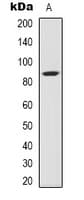 STAT3 Antibody (Acetyl-Lys87)