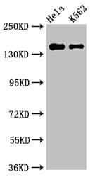 Polyclonal Rabbit anti-Human EEA1 Antibody (IHC, IF, WB)