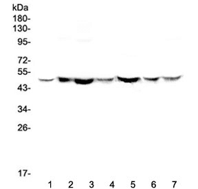 TANK Antibody