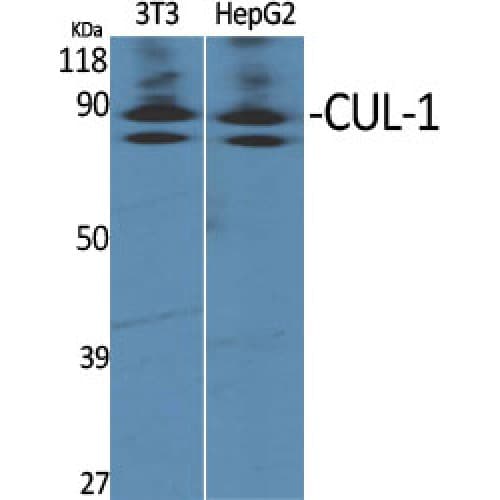 CUL1 / Cullin 1 Antibody (700-780 aa, C-terminal)
