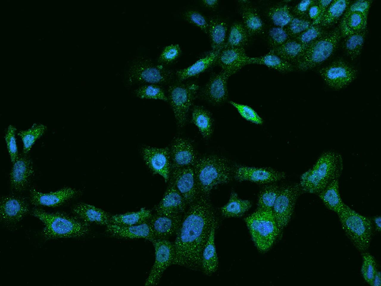 LYPD6 Antibody