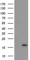 C2orf40 / ECRG4 Antibody (clone OTI1A10)