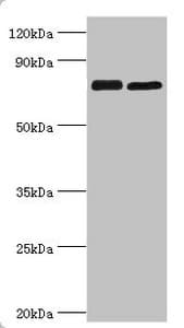 MRE11A / MRE11 Antibody (aa1-205)