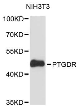 Prostaglandin D2 Receptor Antibody