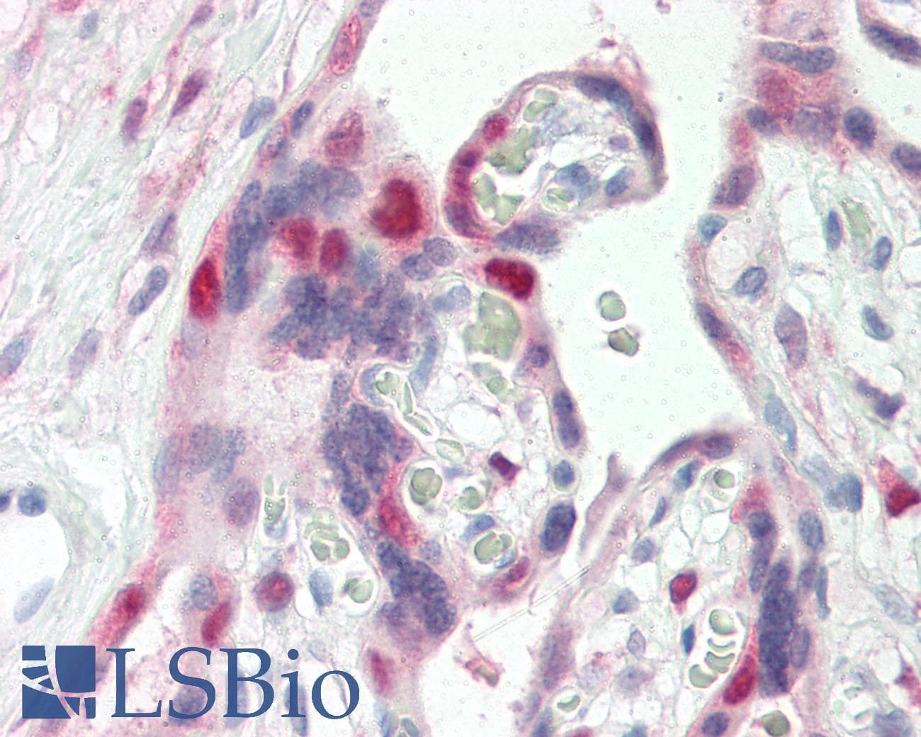 IHC-plus™ CDK2 Antibody