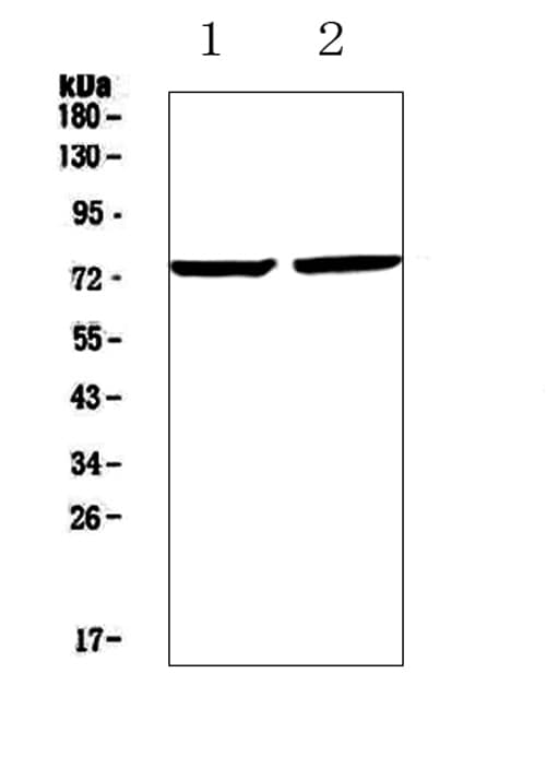 ZIF268 / EGR1 Antibody