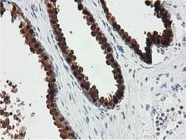 SMS / Spermine Synthase Antibody (clone OTI2G8)
