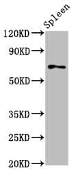 Polyclonal Rabbit anti-Human SSH3 Antibody (IHC, IF, WB)