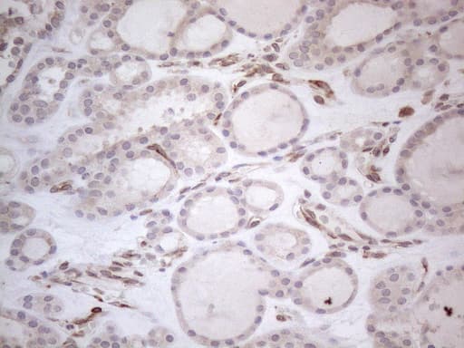 RBMS1 Antibody (clone OTI2H1)