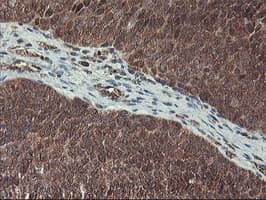 HES1 / HES-1 Antibody (clone OTI1B5, Carrier-free)