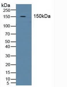 SLC4A1 / Band 3 / AE1 Antibody (aa35-290, APC)