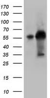 KLHL2 / MAV Antibody (aa1-100, clone OTI1G7, Carrier-free)