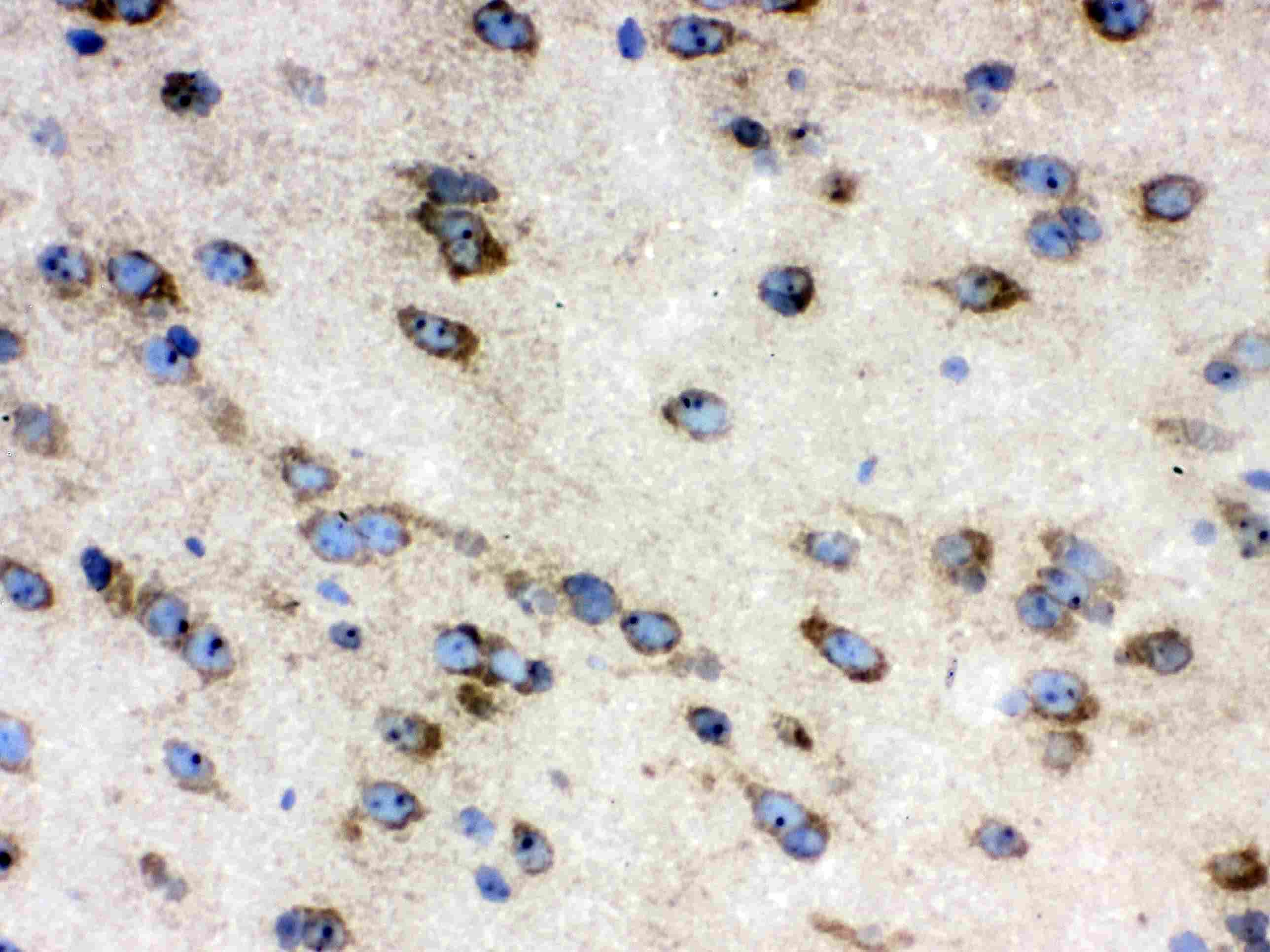 CCT4 / SRB Antibody