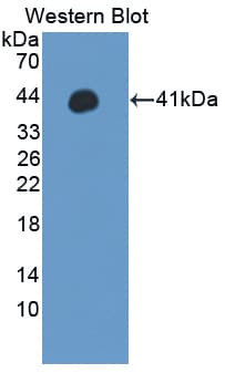WNT3A Antibody (aa19-355)