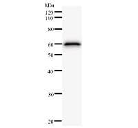 Monoclonal Mouse anti-Human KDM4A / JHDM3A / JMJD2A Antibody (clone 3559D5a, WB)