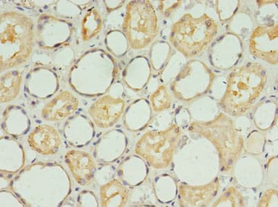 S1PR1 / EDG1 / S1P1 Antibody