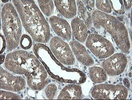VBP1 Antibody (clone OTI1D1)