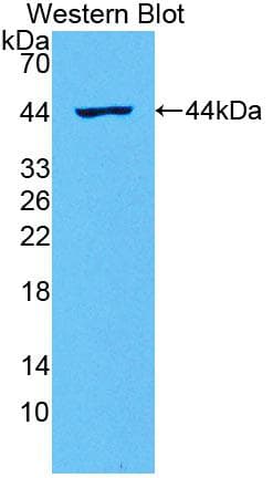 IL2 Antibody (aa31-251)