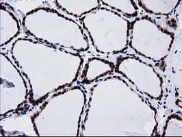 BIN3 Antibody (clone OTI8E9, Carrier-free)