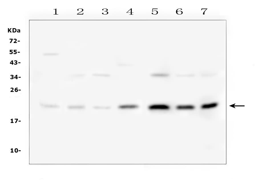 IL18 Antibody (aa37-194)