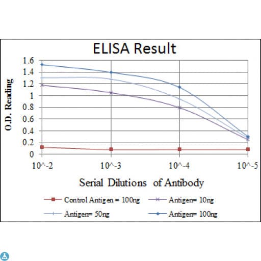 EPHA10 / EPH Receptor A10 Antibody