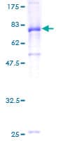 Human IGHA1 / IgA1 Protein (Recombinant GST)