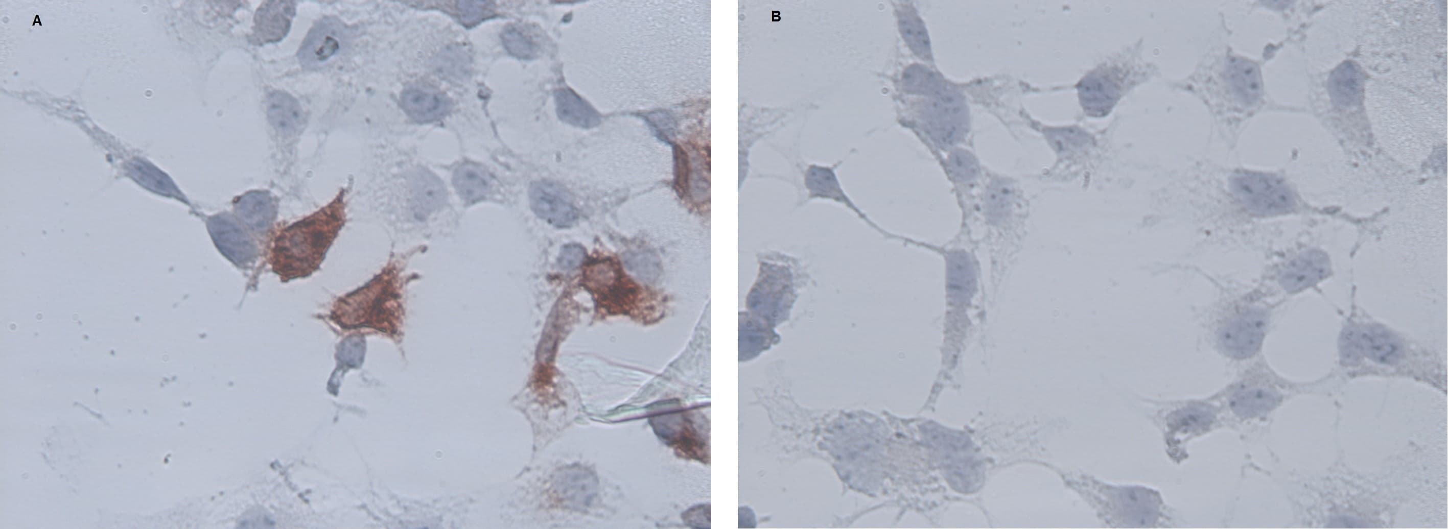 CD34 Antibody (clone AV138)