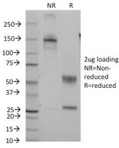 CD7 Antibody (clone B-F12)