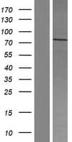 MUM1 Protein (Over-Expression Lysate Myc-DDK (Flag))