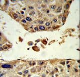HPD Antibody (aa255-284)