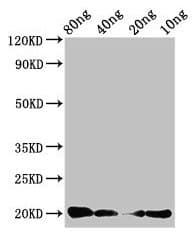 CALCA Antibody