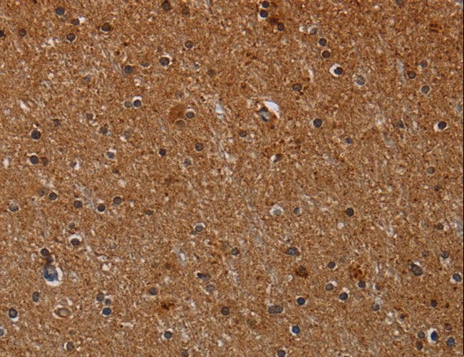 CYP1A2 Antibody