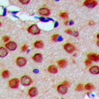 MRPS33 Antibody (Internal)