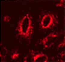 LAMP1 / CD107a Antibody (clone Ly1C6)