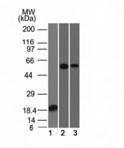 TNRC9 / TOX3 Antibody (aa200-400, clone TOX3/1124, Ready-to-Use)