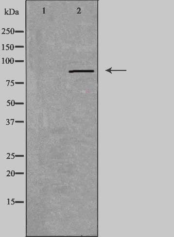 RXFP2 / LGR8 Antibody