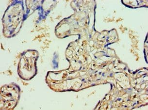 RFX5 Antibody (aa367-616)