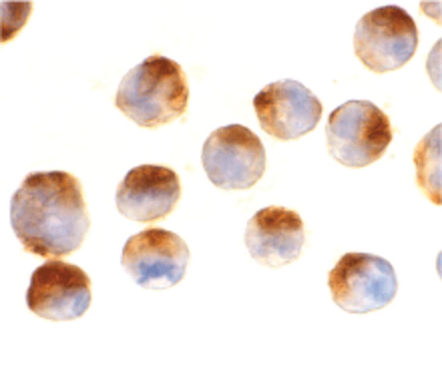 Monoclonal Mouse anti-Human APAF1 / APAF-1 Antibody (clone 2E10, IHC, WB)