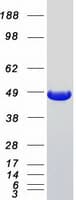 Human NUDC Protein (Recombinant Myc-DDK (Flag))