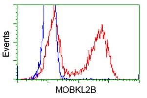 MOBKL2B / MOB3B Antibody (clone OTI3E11, Carrier-free)