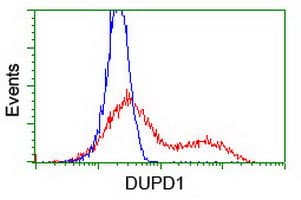 Monoclonal Mouse anti-Human DUPD1 Antibody (clone OTI6C6, IF, WB)
