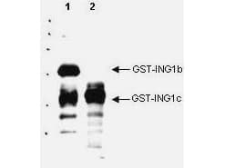 IHC-plus™ ING1 Antibody (aa275-300)