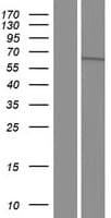 TTLL11 Protein (Over-Expression Lysate Myc-DDK (Flag))