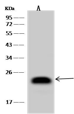 CD3E Antibody (clone 16, Preservative Free)