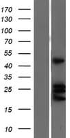 EFNA4 / Ephrin A4 Protein (Over-Expression Lysate Myc-DDK (Flag))
